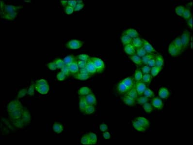 HEXA Antibody