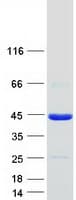 Human POU6F1 / BRN5 Protein (Recombinant Myc-DDK (Flag))