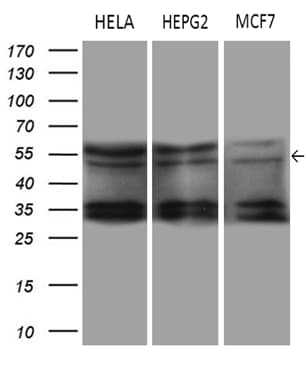 DDX19A Antibody (clone OTI3C12)