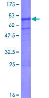 Human PGA5 / Pepsin A Protein (Recombinant GST)