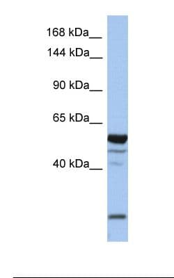 EPB41L2 Antibody (aa481-530)