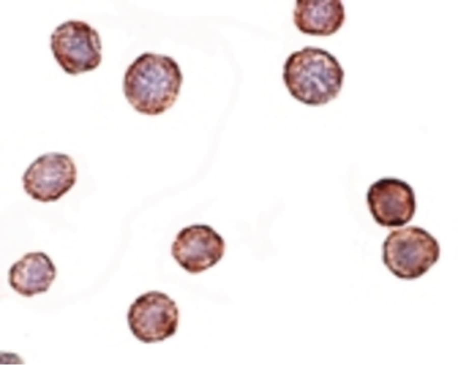 Polyclonal Rabbit anti-Human CXCR4 Antibody (IF, WB)