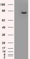 GBE1 Antibody (clone OTI3C8, Carrier-free)