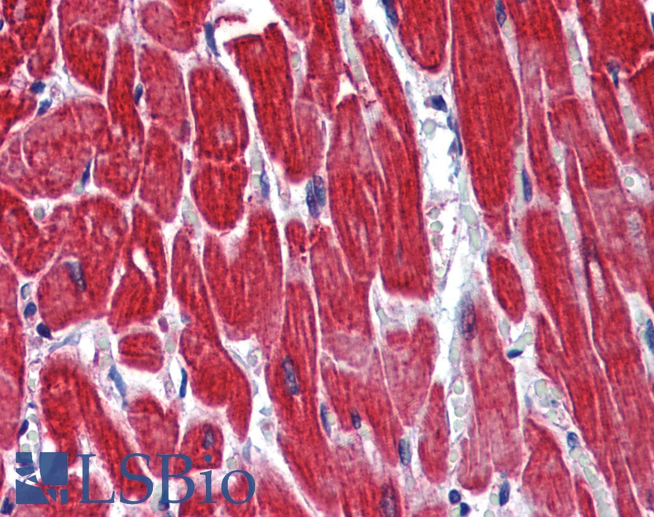 STAU1 / Staufen Antibody (N-Terminus)