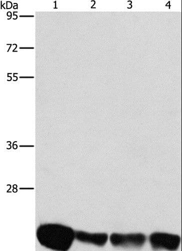 PEBP1 / RKIP Antibody