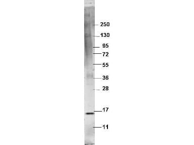 Polyclonal Rabbit anti-Pig TNF Alpha Antibody (Lyophilized, WB)