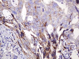 FAM234A Antibody (clone OTI3B3)