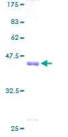Human SNCB / Beta-Synuclein Protein (Recombinant GST)