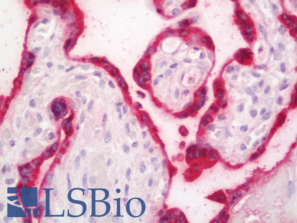 Placental Lactogen Antibody (HRP)