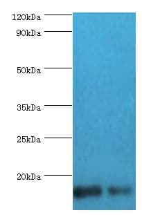 I-BABP / FABP6 Antibody (aa1-128)