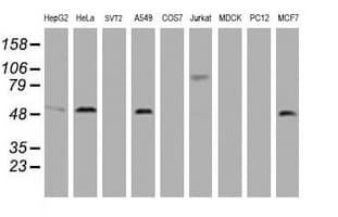 PathPlus™ CD4 Antibody (clone 7F2)