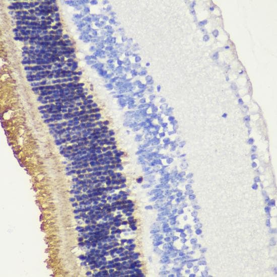 Rhodopsin / RHO Antibody