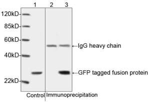 Monoclonal Rabbit GFP Antibody (IF, WB)