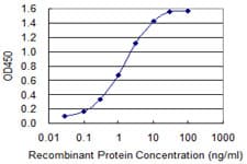 MAGE12 / MAGEA12 Antibody (clone 3A10)