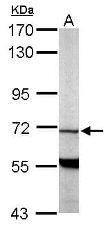 PDE9A Antibody (aa1-216)