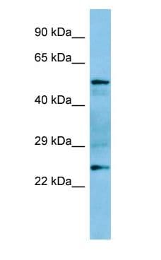 GRAP Antibody (aa102-151)