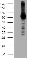DGKA Antibody (clone OTI6A11, Carrier-free)
