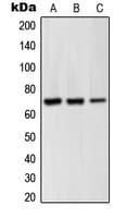 Polyclonal Rabbit anti-Human GRK6 Antibody (N-Terminus, IHC, WB)