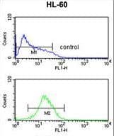 Polyclonal Rabbit anti-Human NR1I2 / PXR Antibody (aa100-127, IHC, IF, WB)