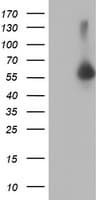 AKT1 Antibody (clone OTI1G5, Carrier-free)
