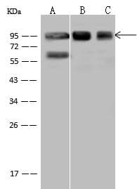 Polyclonal Rabbit anti-Human XRCC1 Antibody (IF, WB)