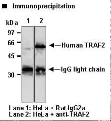 TRAF2 Antibody (clone 6F8)