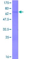 Human IDH3B Protein (Recombinant GST)