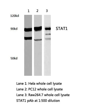STAT1 Antibody