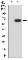 SIGLEC6 Antibody (clone 3C11C12G1)