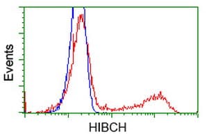 HIBCH Antibody (clone OTI3E7)