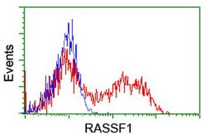 RASSF1 / RASSF1A Antibody (clone OTI9F5)