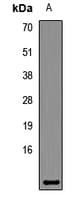 COX7A2 Antibody