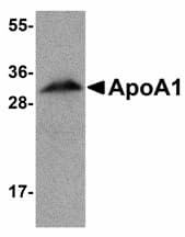 APOA1 / Apolipoprotein A 1 Antibody