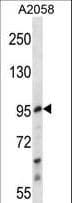 E2F7 Antibody (aa591-619)