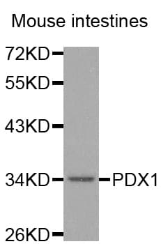PDX1 Antibody