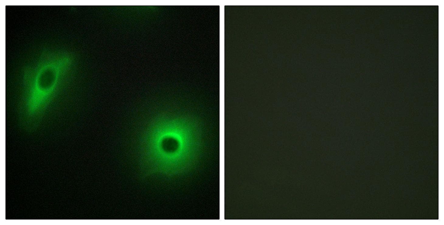 Polyclonal Rabbit anti-Human YWHAH / 14-3-3 Eta Antibody (IF, WB)
