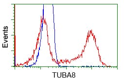 TUBA8 / Tubulin Alpha 8 Antibody (clone OTI3E10)