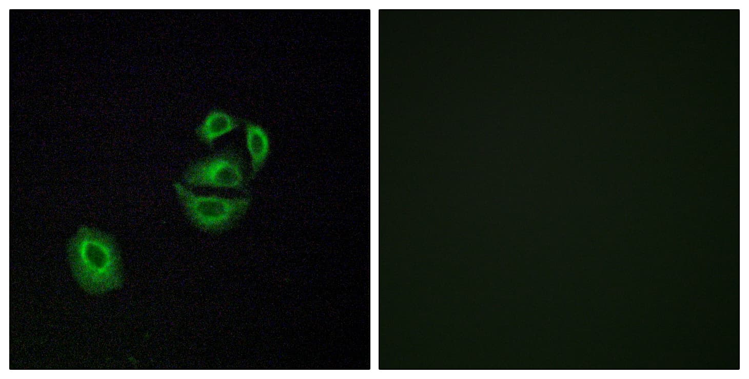 Polyclonal Rabbit anti-Human OR2T2 + OR2T35 Antibody (Internal, IF, WB)