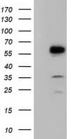 Monoclonal Mouse anti-Human TCP11L2 Antibody (clone OTI1F4, WB)