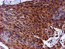 C1orf50 Antibody (clone OTI1C6)