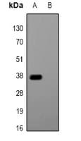 Polyclonal Rabbit Glu-Glu Tag Antibody (WB)