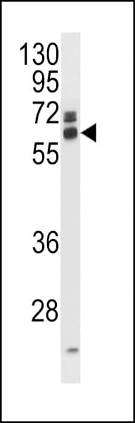 EIF3L / EIF3EIP Antibody (aa12-40)