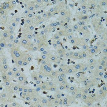 AHR Antibody