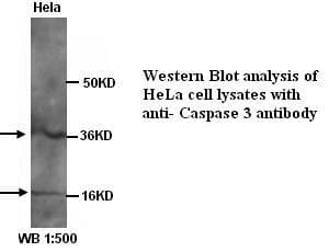 CASP3 / Caspase 3 Antibody (Internal)