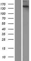 Human TECPR2 Protein (Over-Expression Lysate Myc-DDK (Flag))