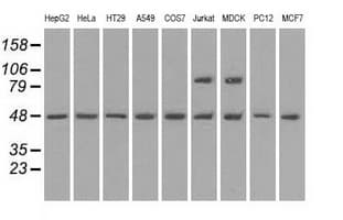LEMD3 / MAN1 Antibody (clone OTI3H1)