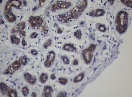 CDH1 / E Cadherin Antibody (clone OTI1G1, Carrier-free)