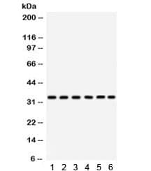 CDK1 / CDC2 Antibody