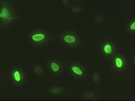 Monoclonal Mouse anti-Human SOX17 Antibody (clone OTI3H5, IF, WB)
