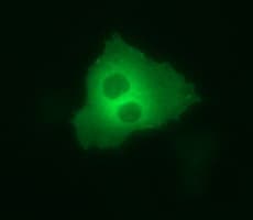 DOCK8 Antibody (clone OTI5C4, Carrier-free)